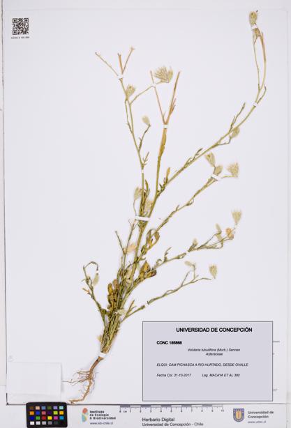 Volutaria tubuliflora [Espécimen: ]