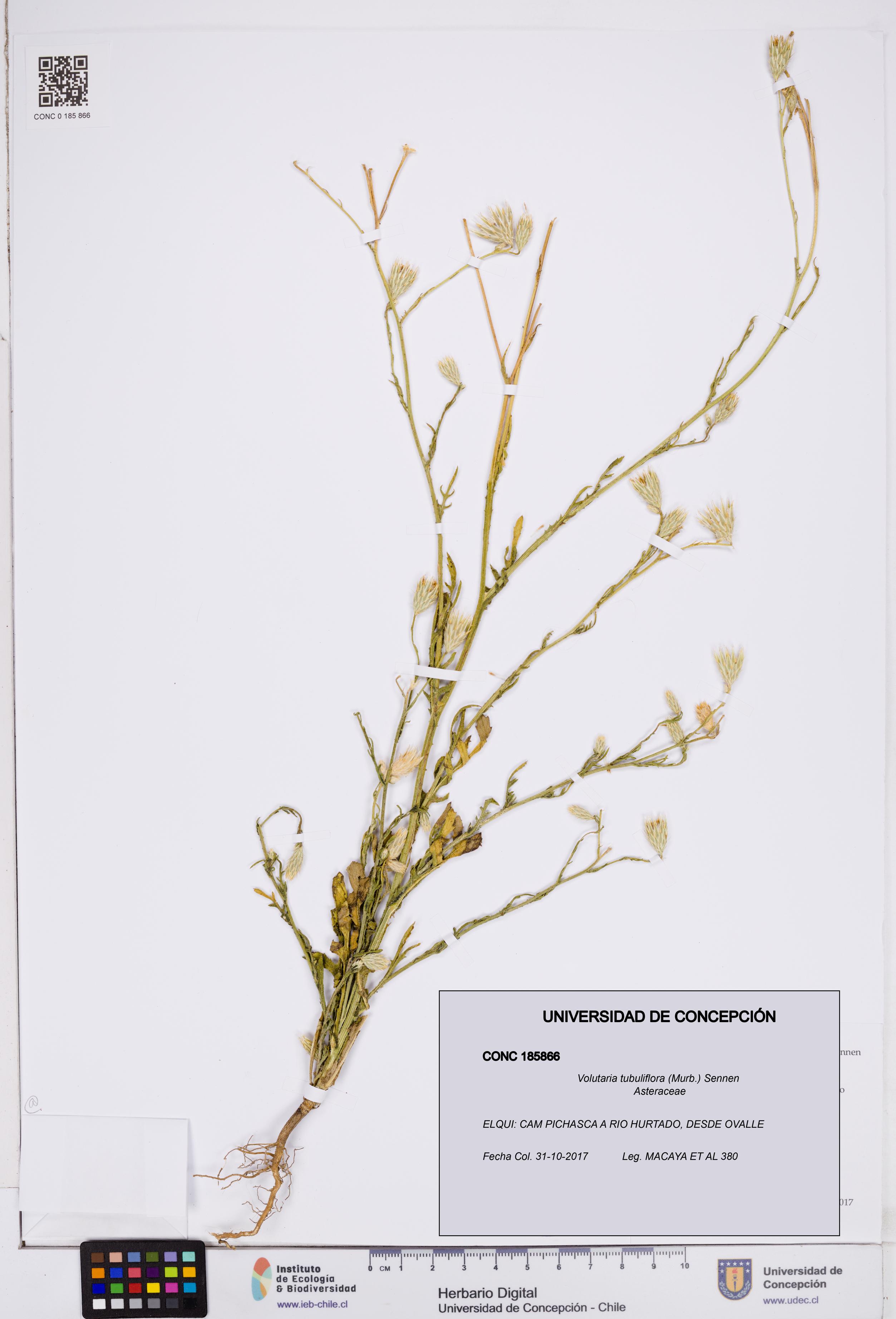 Volutaria tubuliflora [Espécimen: ]