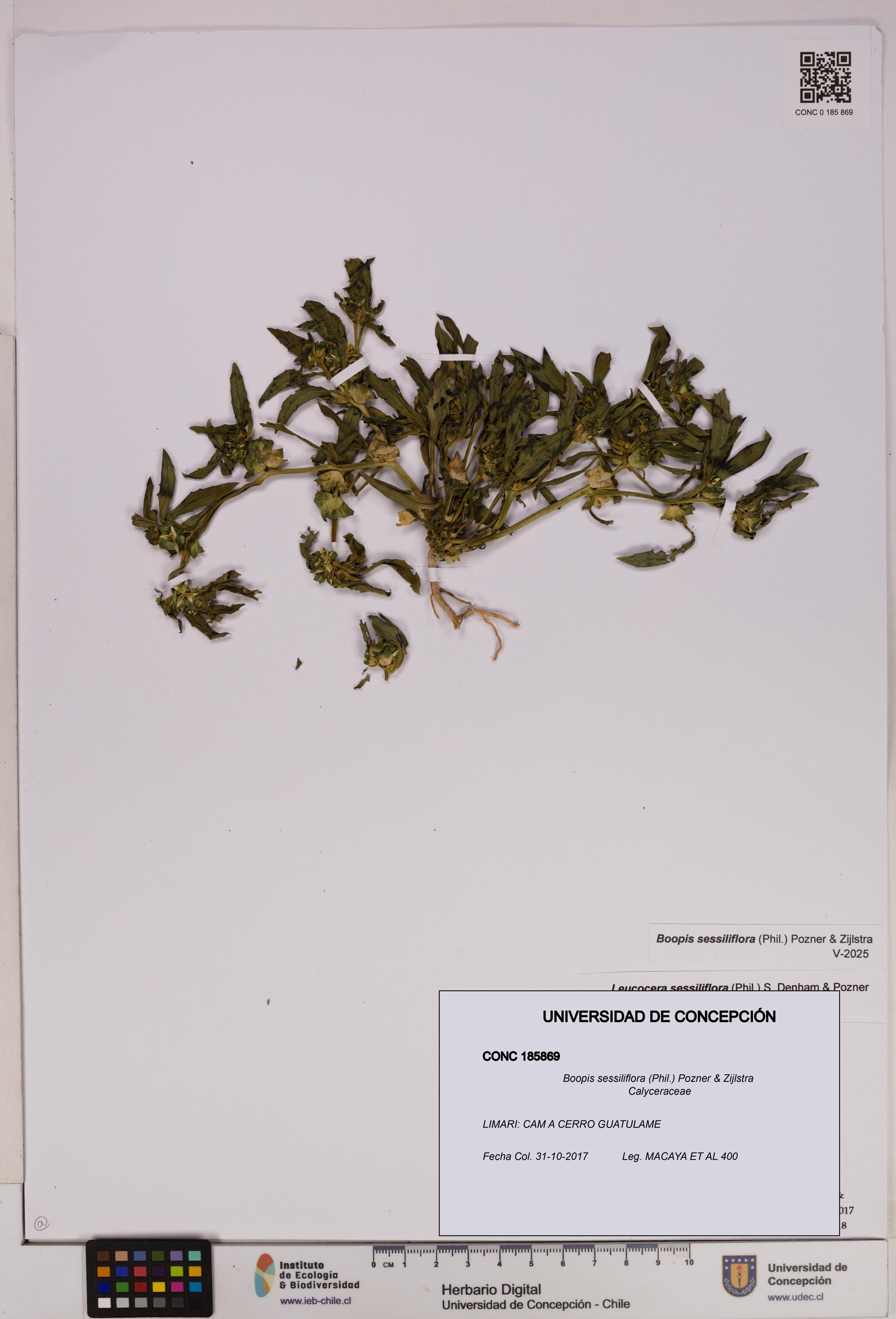 Boopis sessiliflora [Espécimen: UDEC:CONC:0185869]