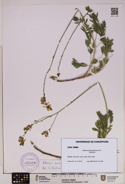 Adesmia brachysemeon [Espécimen: UDEC:CONC:0185889]