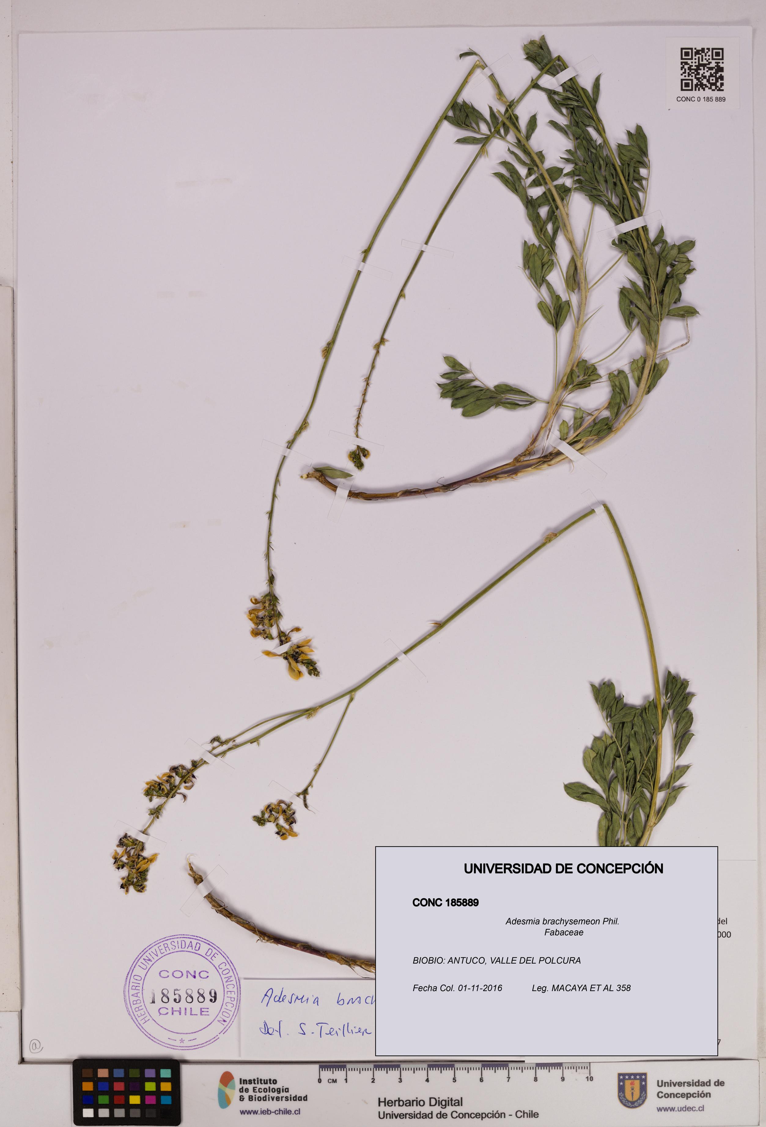 Adesmia brachysemeon [Espécimen: UDEC:CONC:0185889]