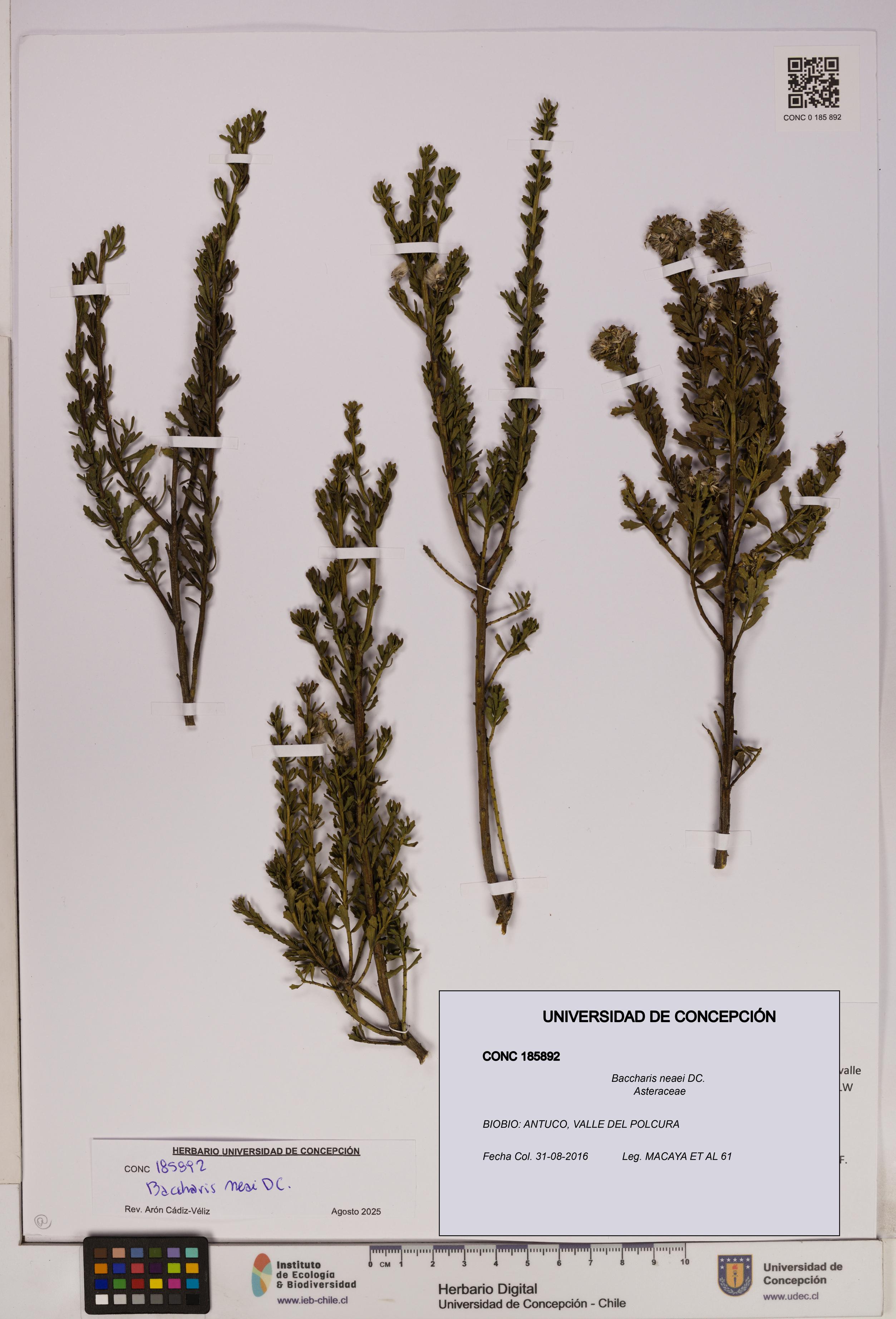 Baccharis neaei [Espécimen: UDEC:CONC:0185892]
