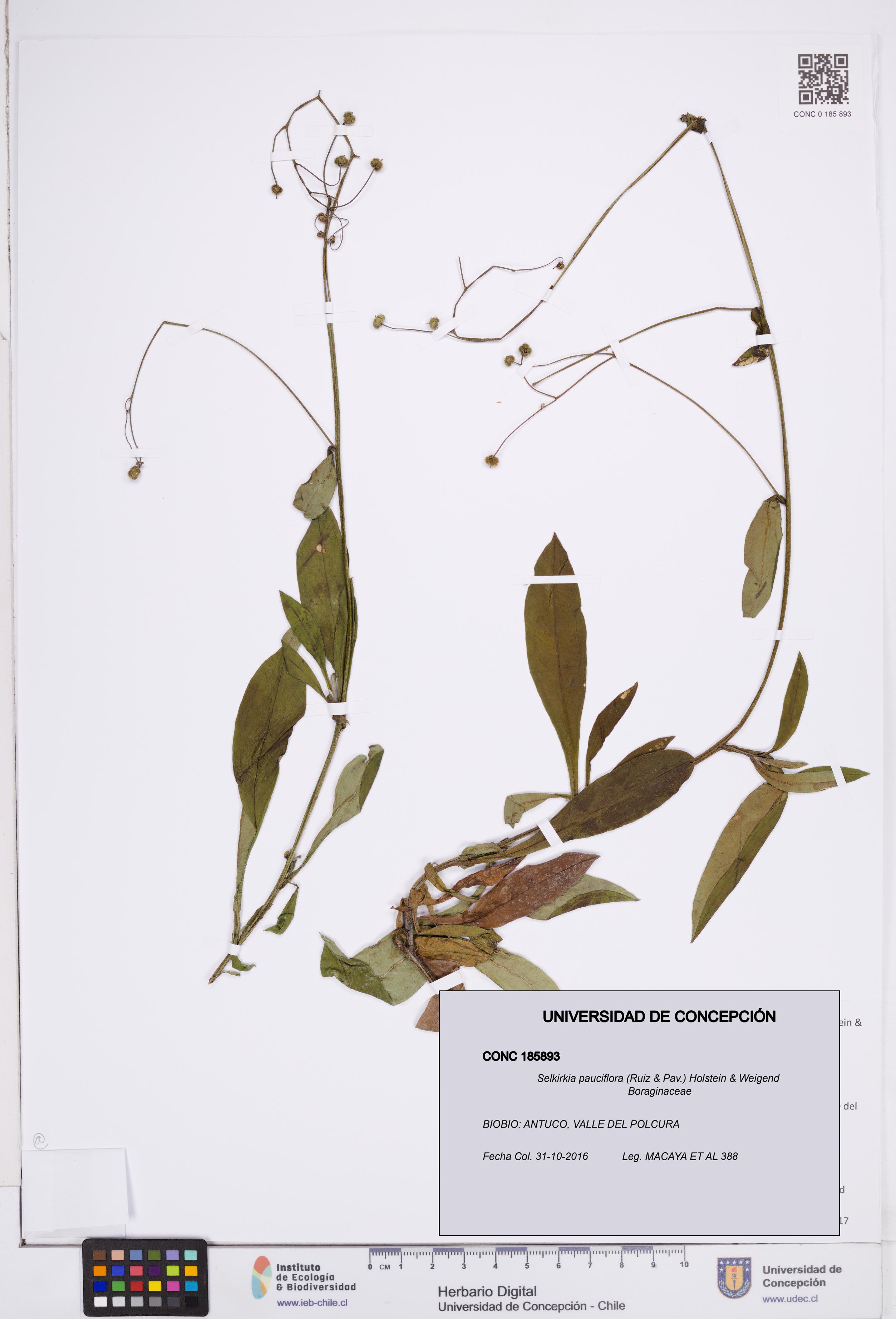 Selkirkia pauciflora [Espécimen: ]