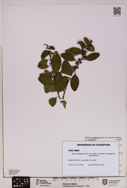 Schinus patagonica [Espécimen: UDEC:CONC:0185894]