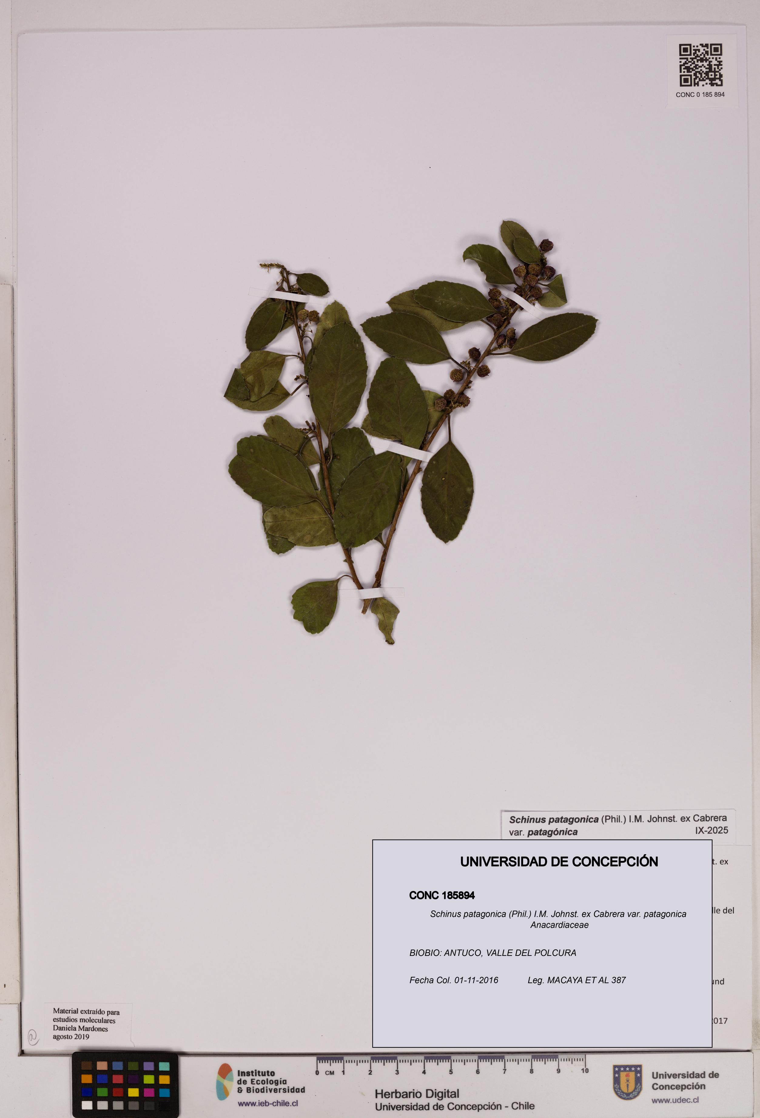Schinus patagonica [Espécimen: UDEC:CONC:0185894]