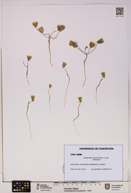 Chaetanthera linearis [Espécimen: UDEC:CONC:0185896]