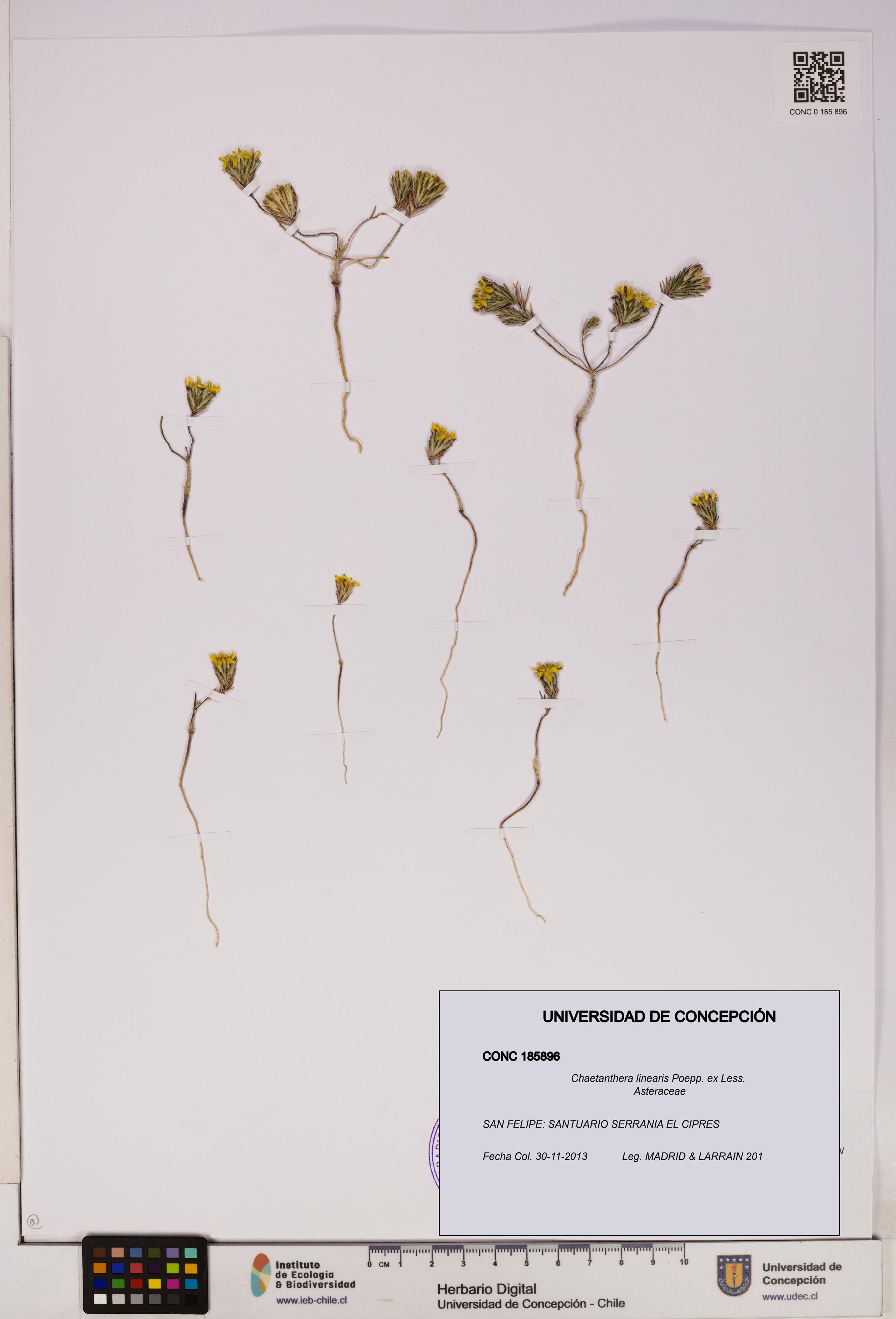 Chaetanthera linearis [Espécimen: UDEC:CONC:0185896]