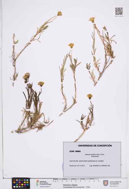 Senecio farinifer [Espécimen: ]