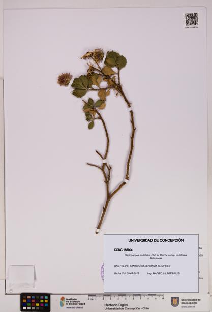 Haplopappus multifolius subsp. multifolius [Espécimen: UDEC:CONC:0185904]