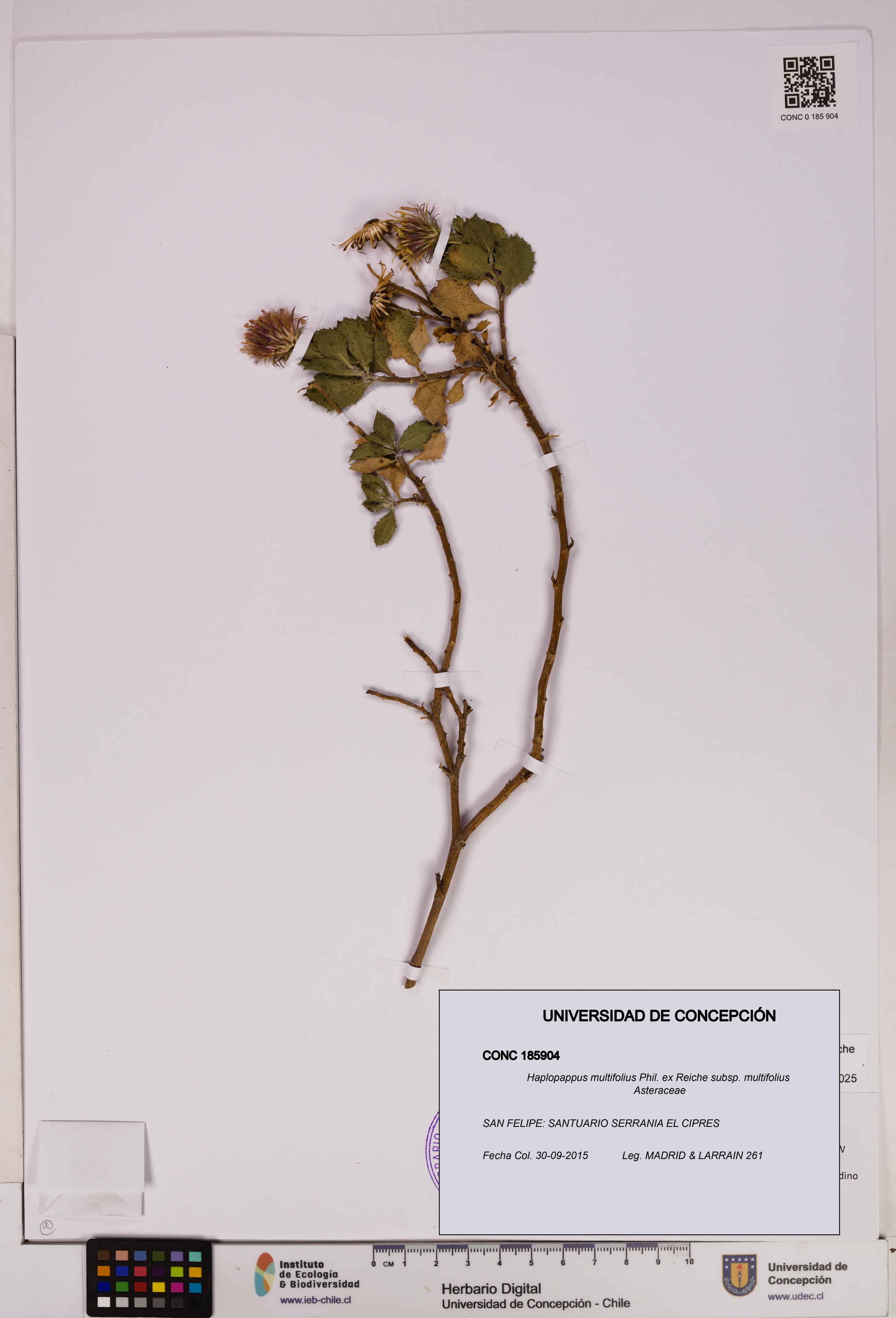 Haplopappus multifolius subsp. multifolius [Espécimen: UDEC:CONC:0185904]