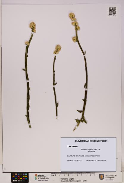 Baccharis sagittalis [Espécimen: UDEC:CONC:0185905]