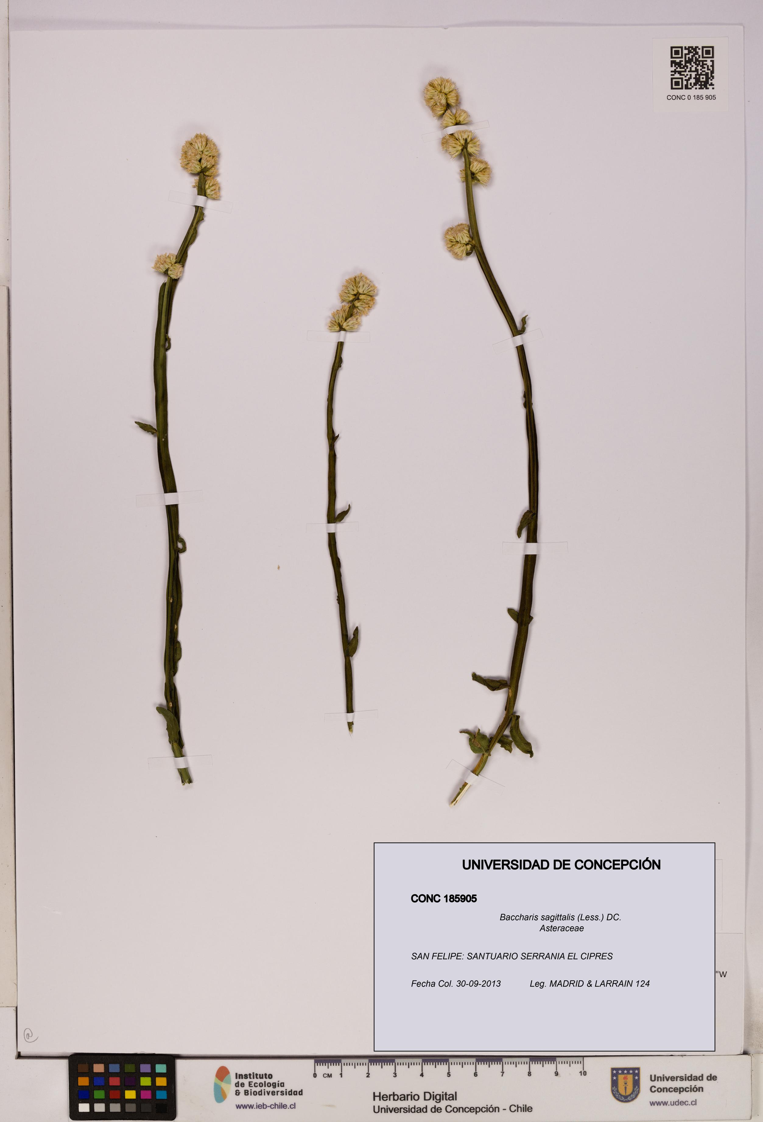 Baccharis sagittalis [Espécimen: UDEC:CONC:0185905]