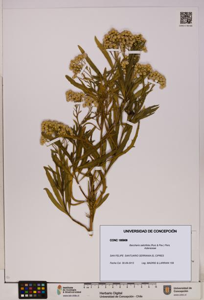 Baccharis salicifolia [Espécimen: UDEC:CONC:0185906]