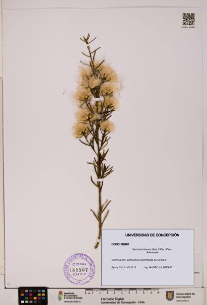 Baccharis linearis [Espécimen: UDEC:CONC:0185907]