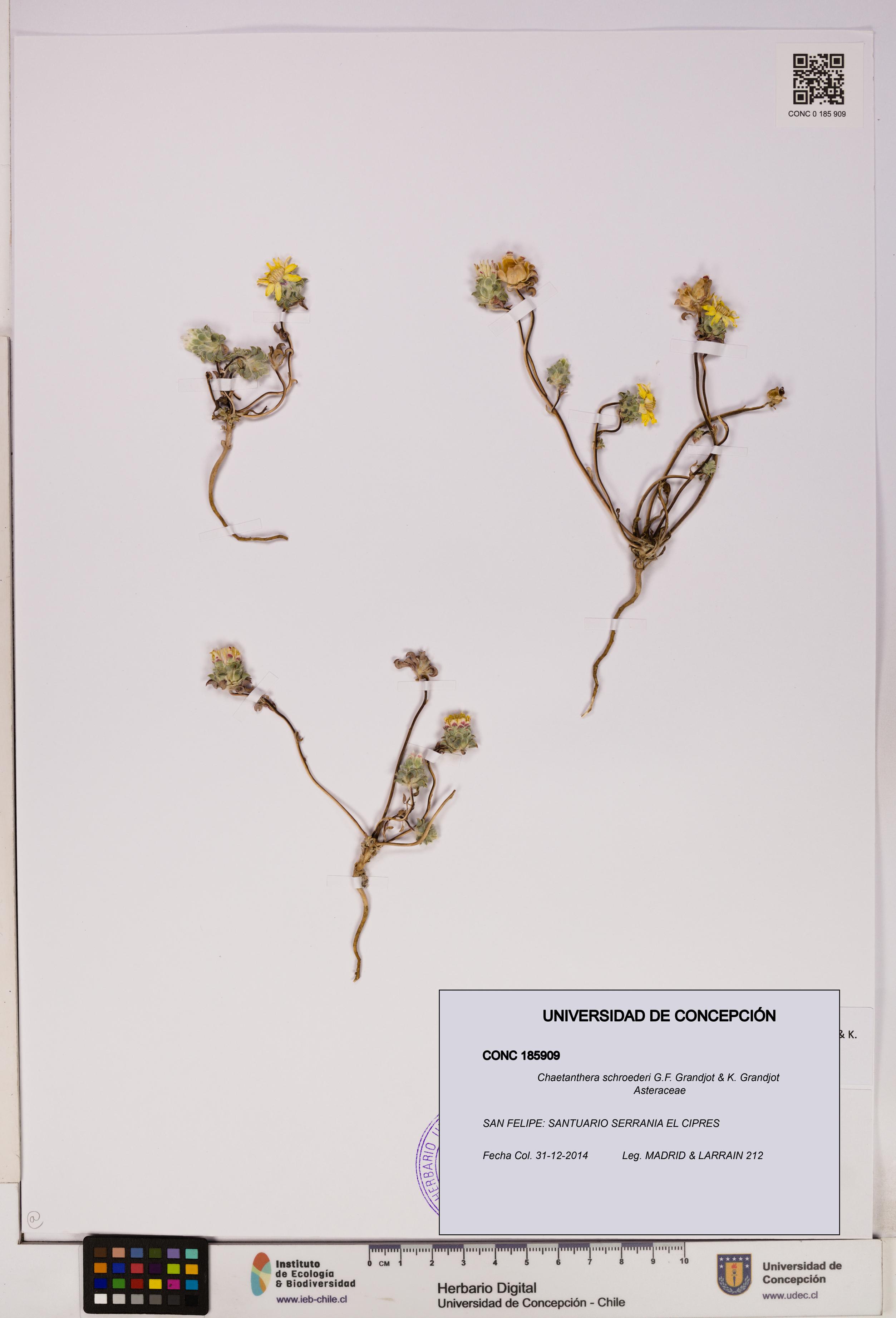 Chaetanthera schroederi [Espécimen: UDEC:CONC:0185909]