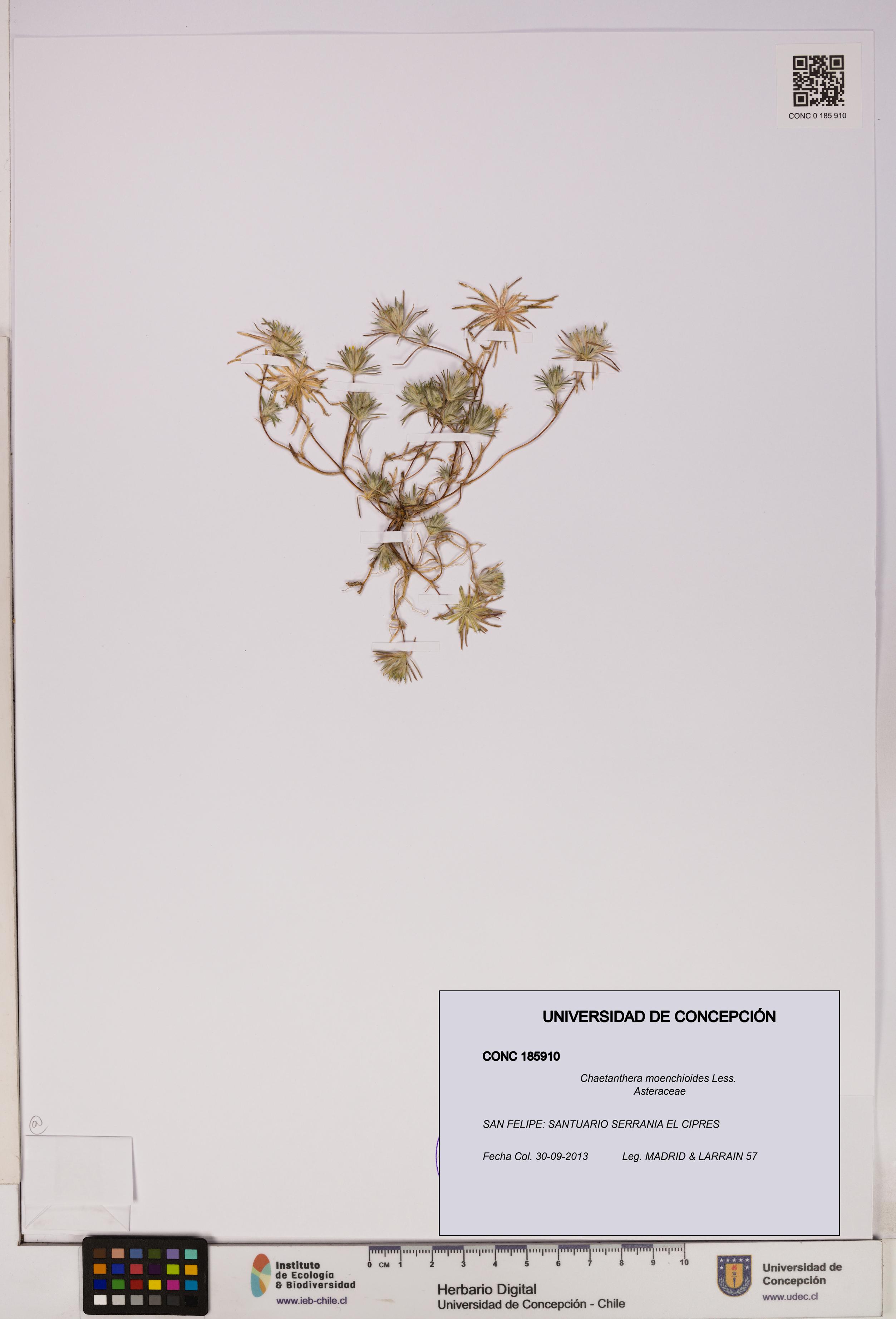 Chaetanthera moenchioides [Espécimen: UDEC:CONC:0185910]