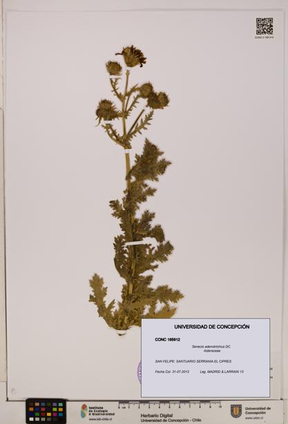 Senecio adenotrichius [Espécimen: UDEC:CONC:0185912]