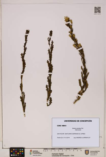 Senecio davilae [Espécimen: UDEC:CONC:0185913]