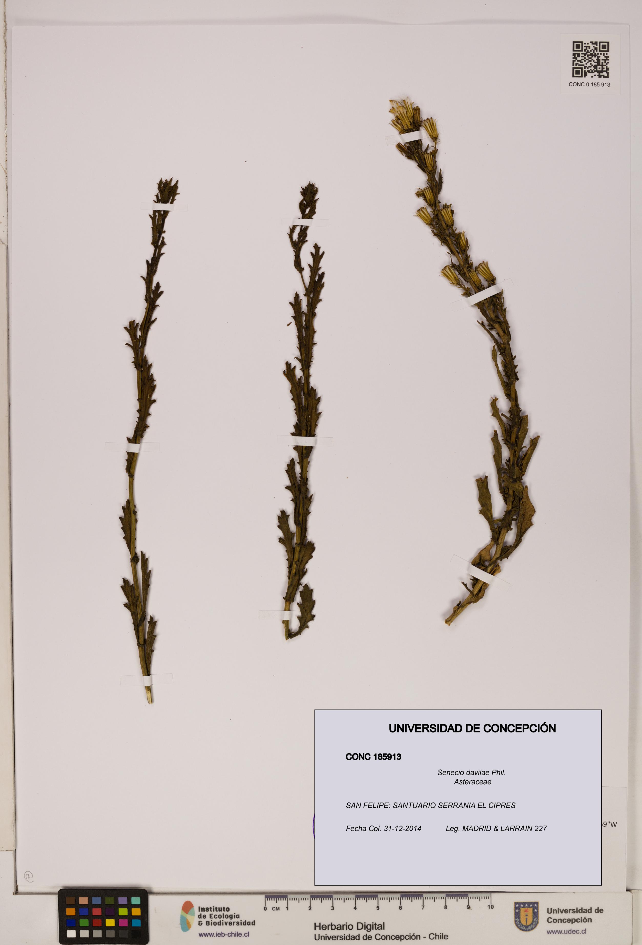 Senecio davilae [Espécimen: UDEC:CONC:0185913]