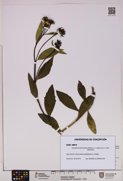 Austroflourensia thurifera [Espécimen: UDEC:CONC:0185915]