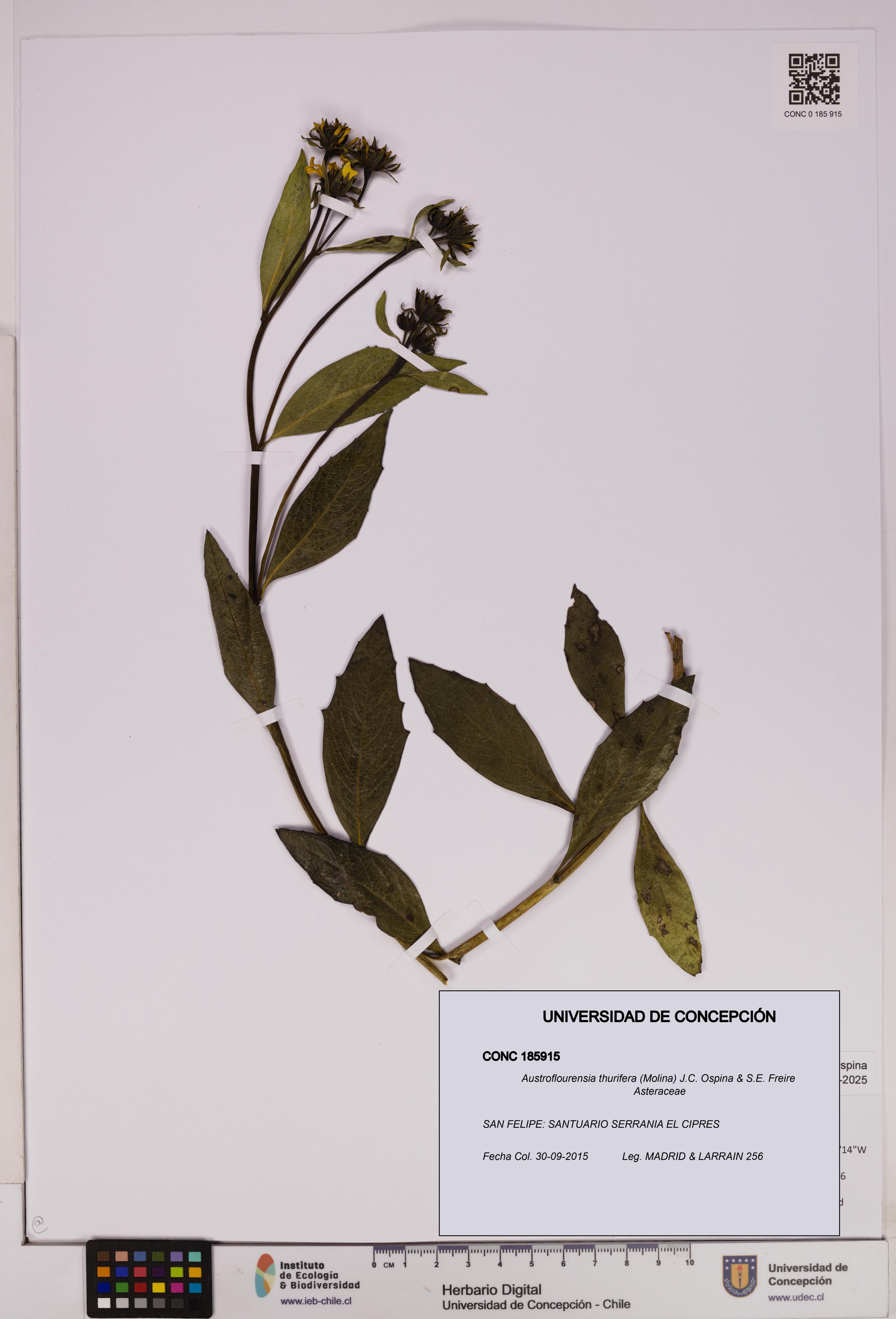 Austroflourensia thurifera [Espécimen: UDEC:CONC:0185915]