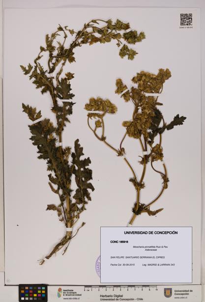 Moscharia pinnatifida [Espécimen: UDEC:CONC:0185916]