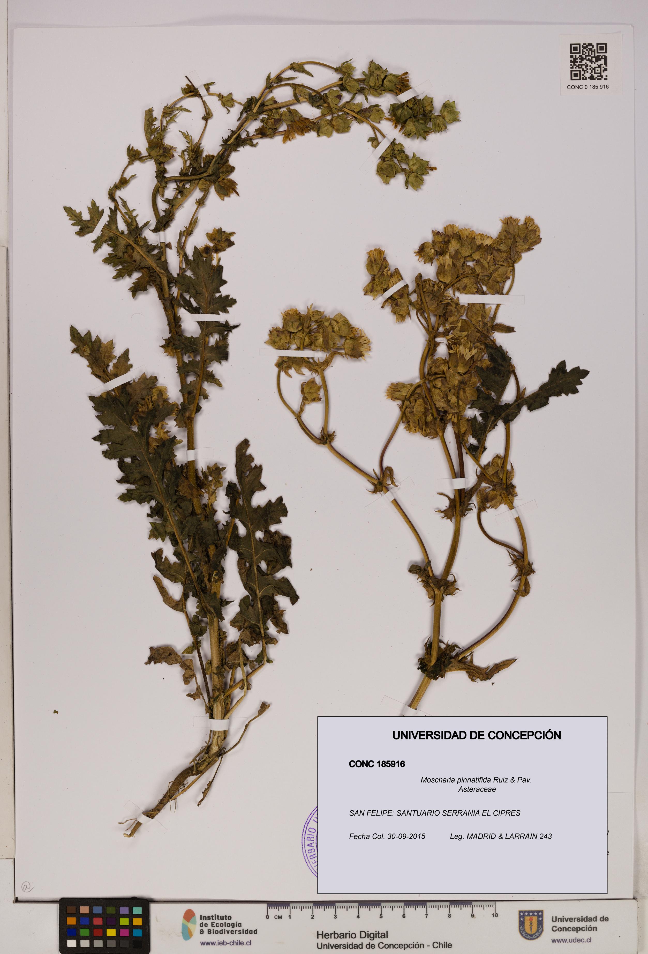 Moscharia pinnatifida [Espécimen: UDEC:CONC:0185916]