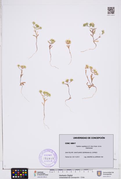 Triptilion capillatum [Espécimen: ]
