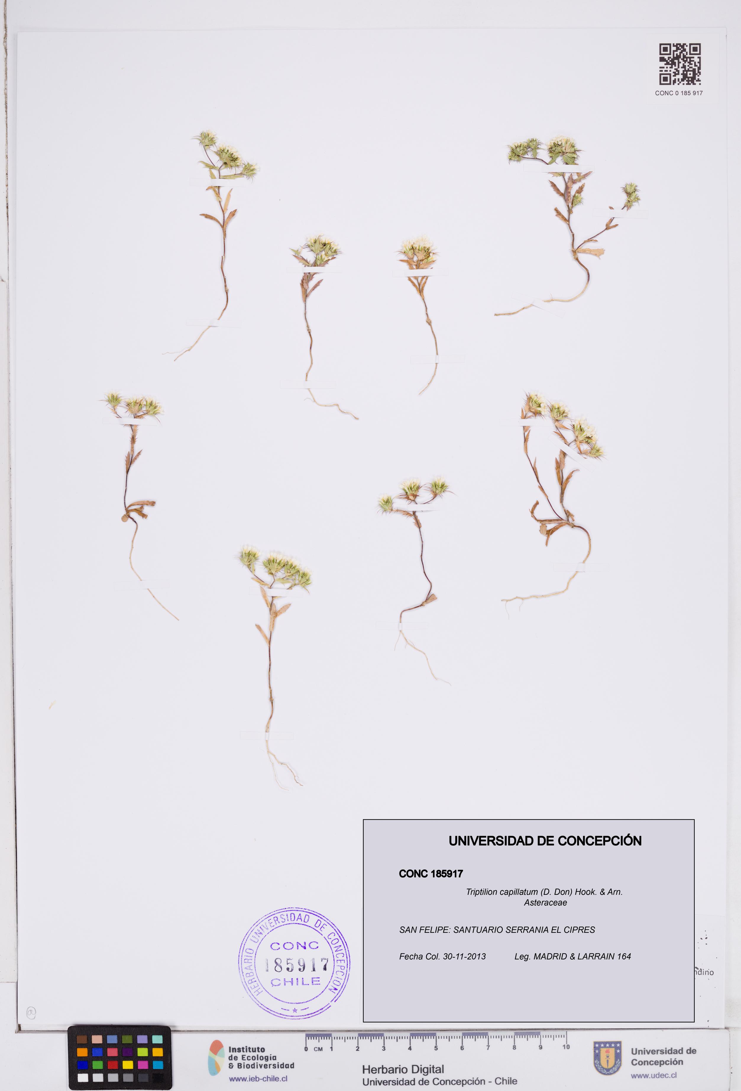 Triptilion capillatum [Espécimen: ]