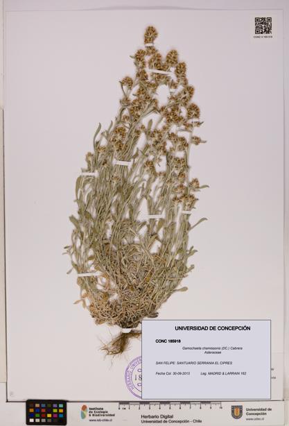 Gamochaeta chamissonis [Espécimen: UDEC:CONC:0185918]