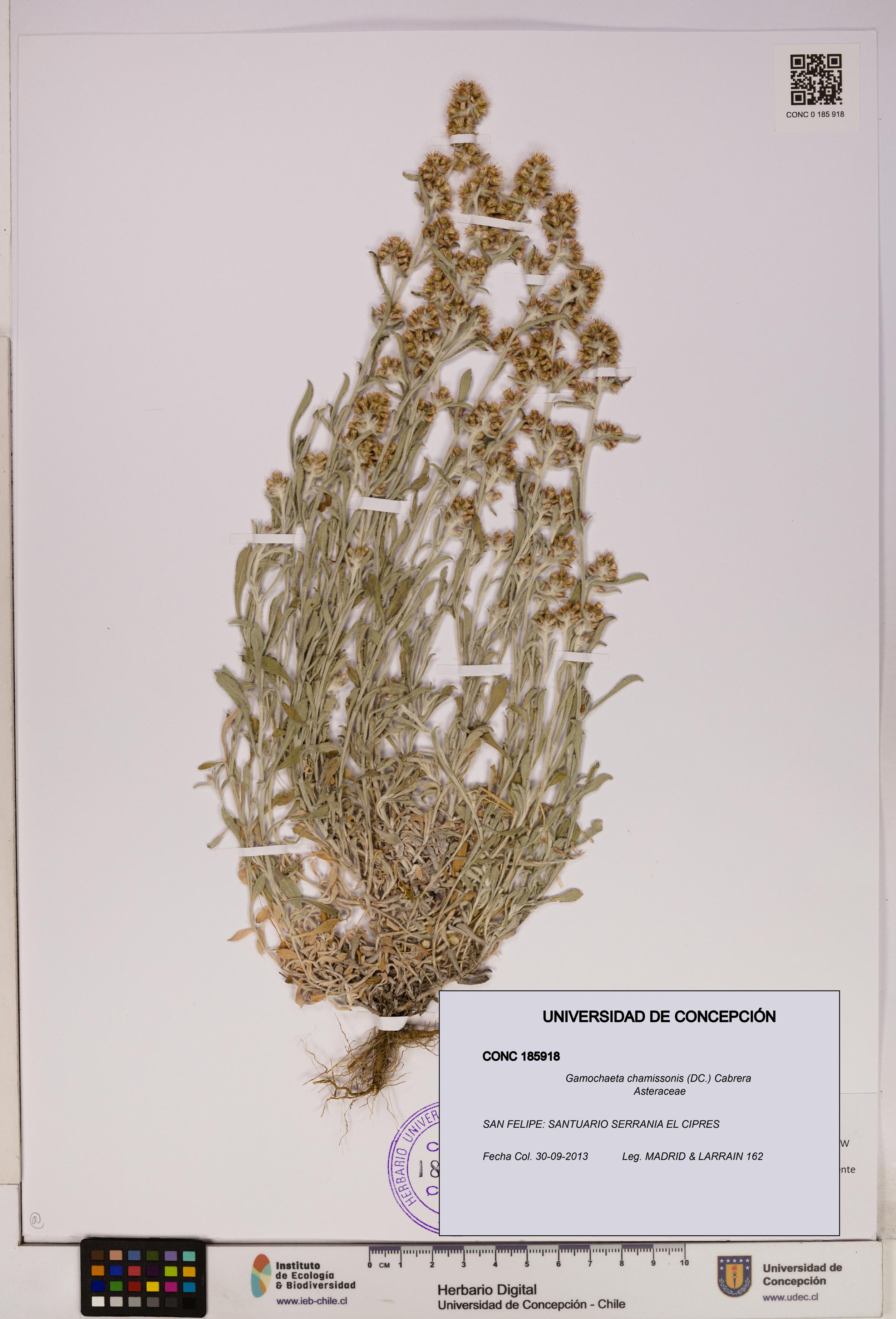 Gamochaeta chamissonis [Espécimen: UDEC:CONC:0185918]