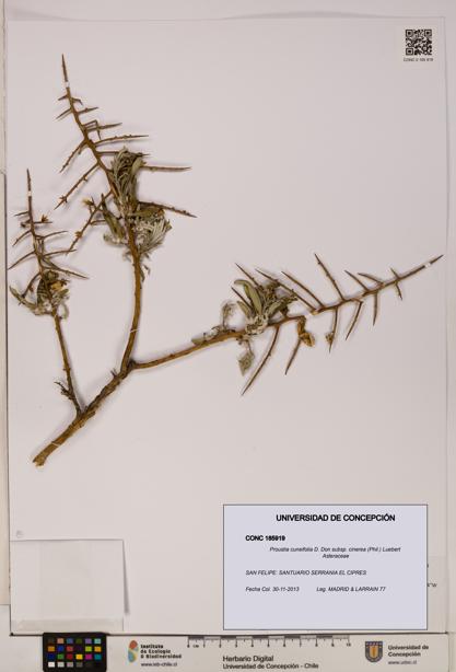 Proustia cuneifolia subsp. cinerea [Espécimen: UDEC:CONC:0185919]