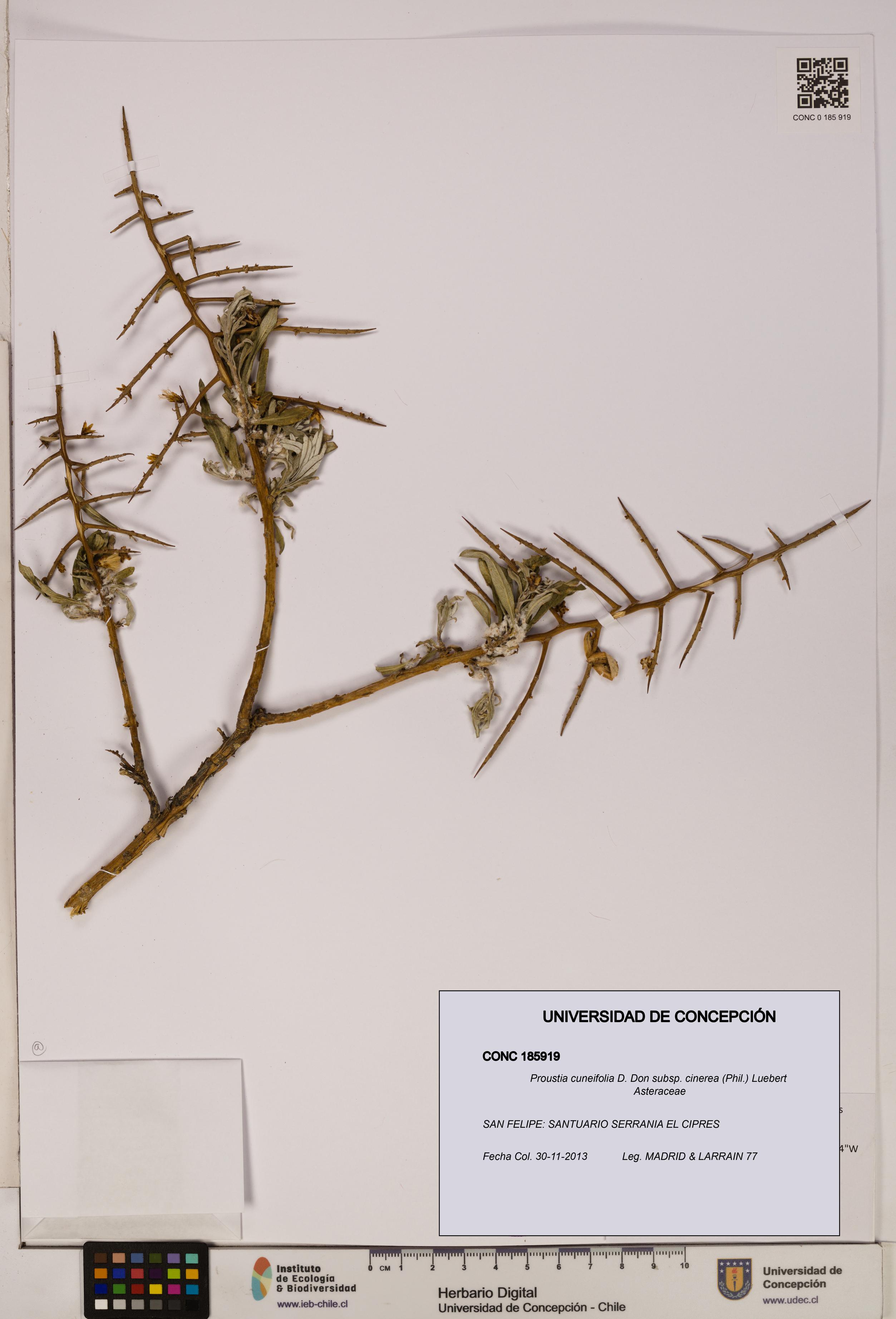 Proustia cuneifolia subsp. cinerea [Espécimen: UDEC:CONC:0185919]