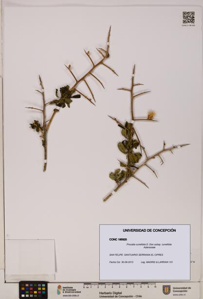 Proustia cuneifolia subsp. cuneifolia [Espécimen: UDEC:CONC:0185920]