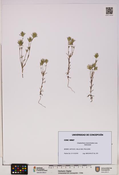 Chaetanthera moenchioides [Espécimen: UDEC:CONC:0185927]