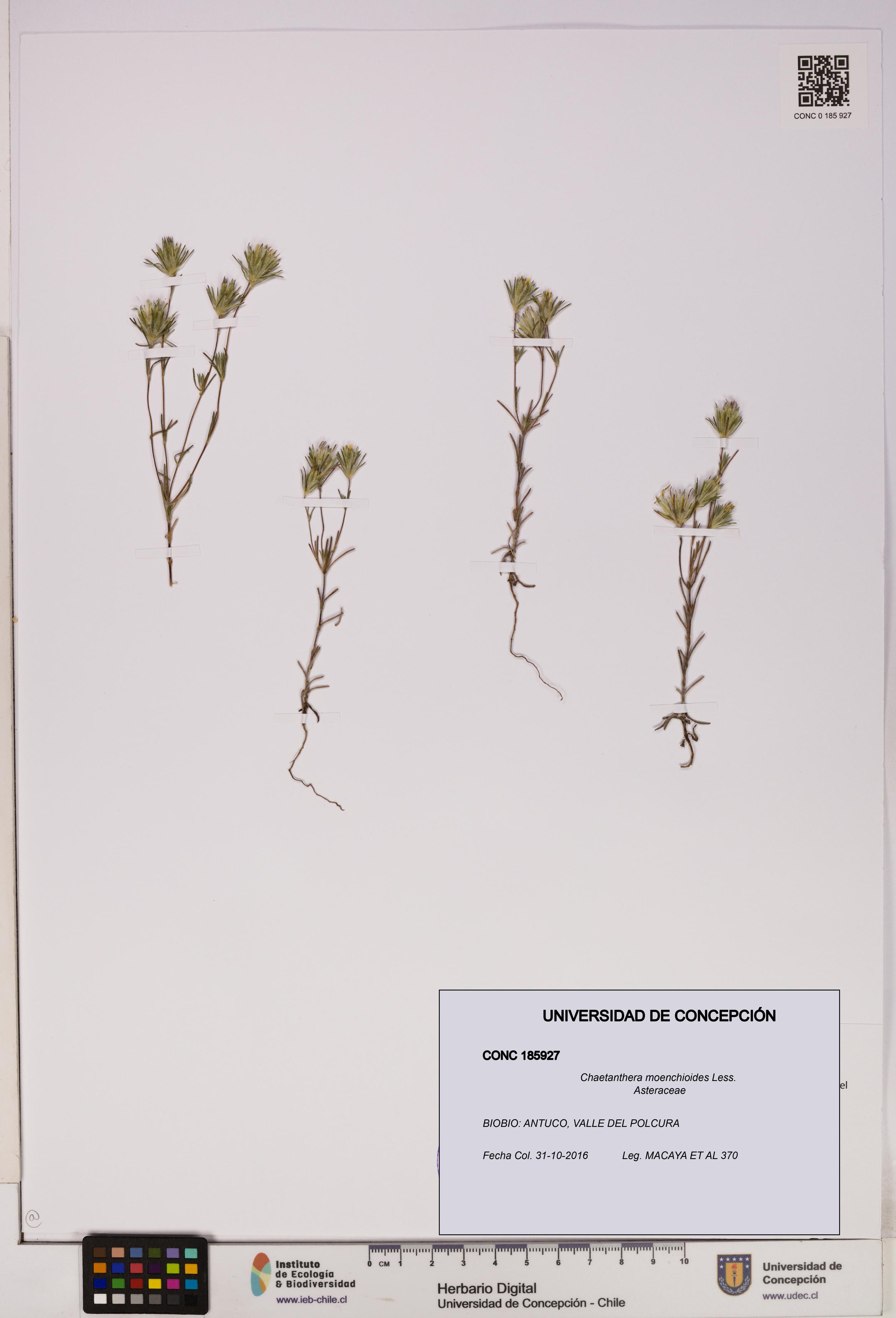 Chaetanthera moenchioides [Espécimen: UDEC:CONC:0185927]