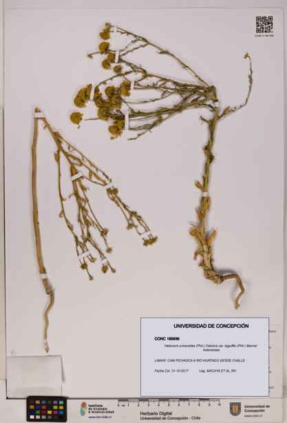 Helenium urmenetae var. leguiffei [Espécimen: UDEC:CONC:0185936]