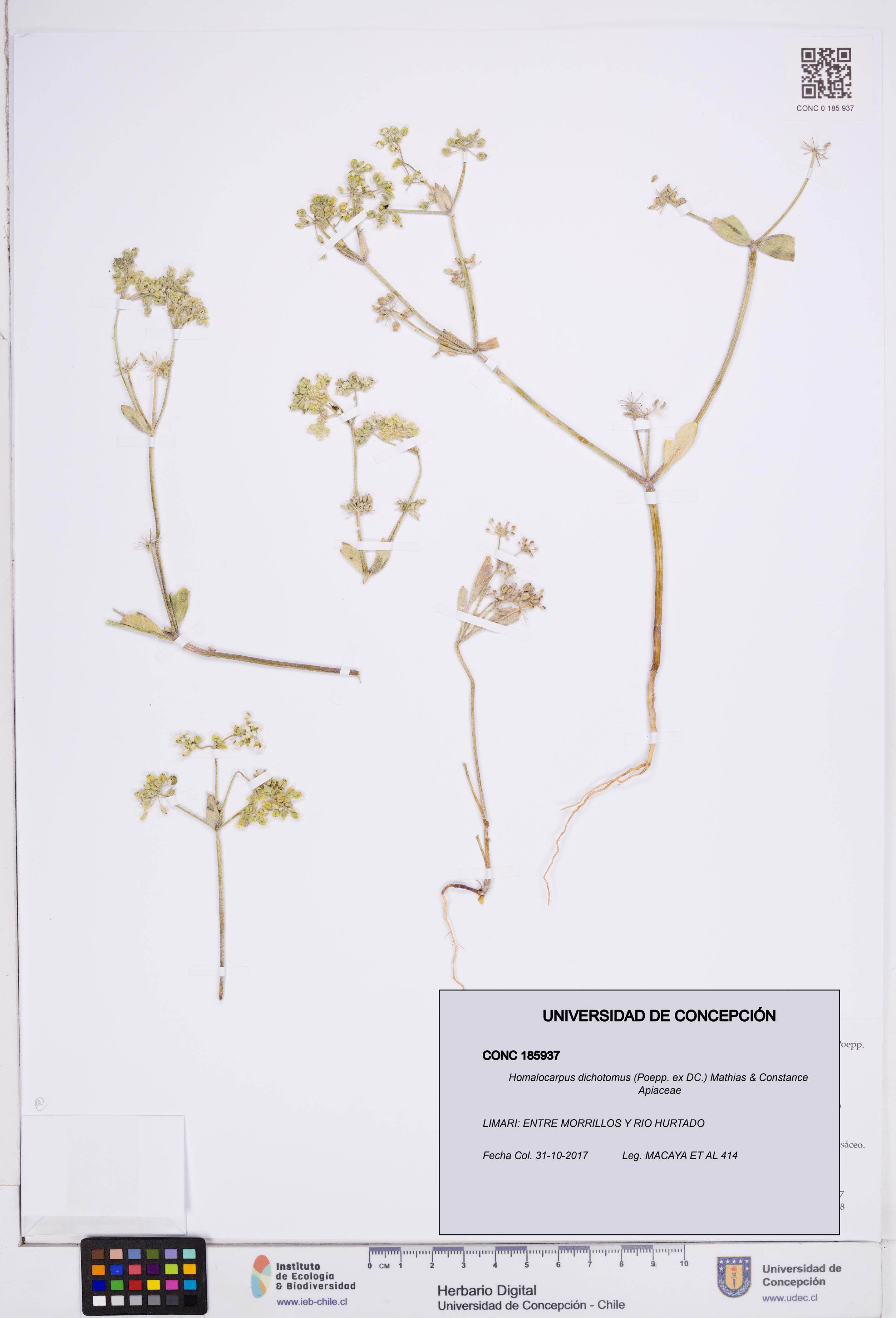 Homalocarpus dichotomus [Espécimen: ]