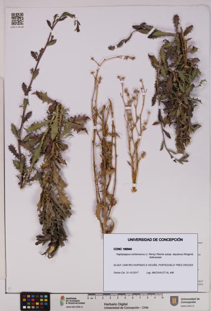 Haplopappus cerberoanus subsp. elquianus [Espécimen: UDEC:CONC:0185940]