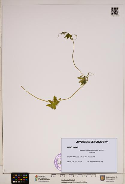 Bowlesia tropaeolifolia [Espécimen: ]