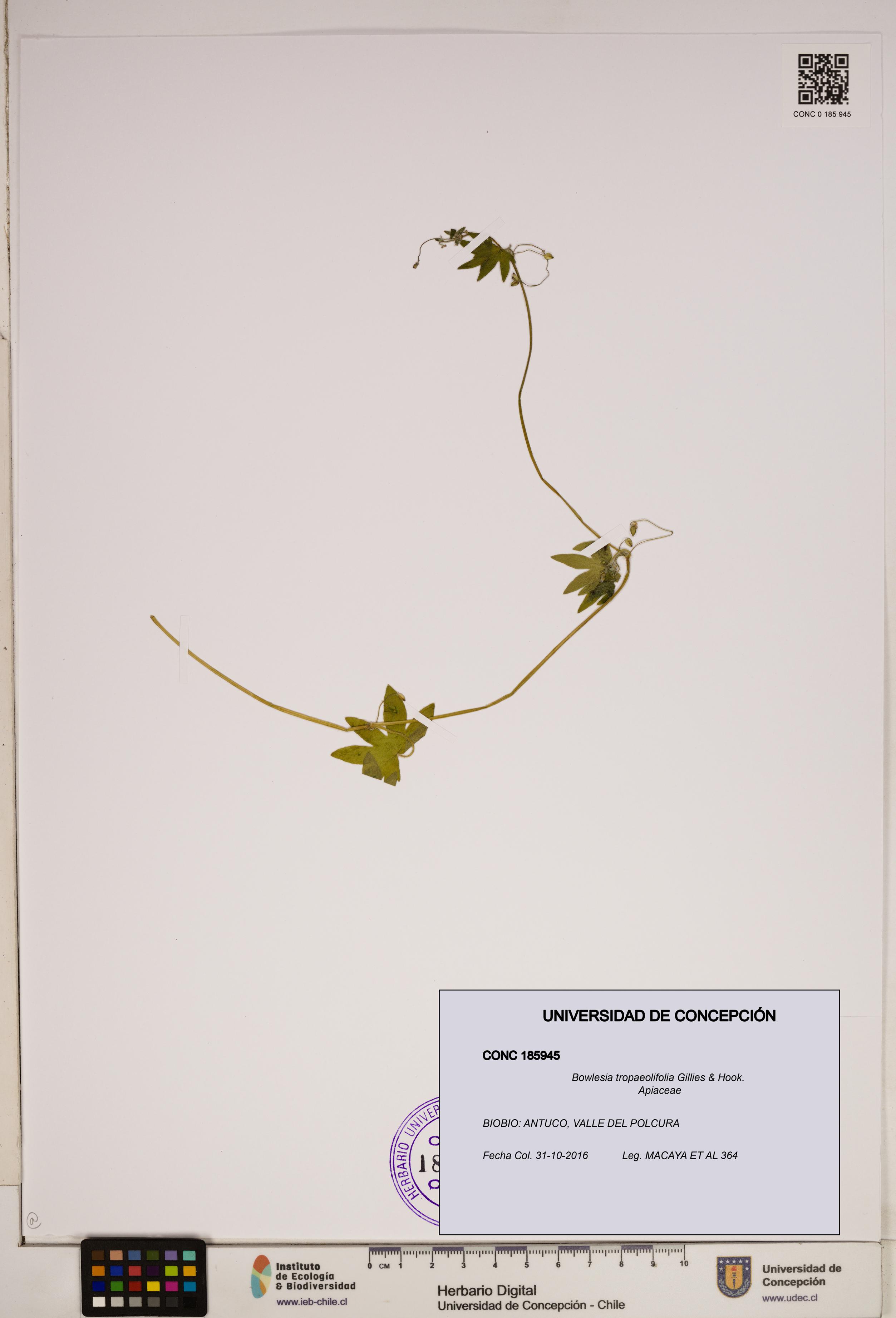 Bowlesia tropaeolifolia [Espécimen: ]