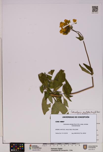 Calceolaria dentata subsp. dentata [Espécimen: UDEC:CONC:0185947]