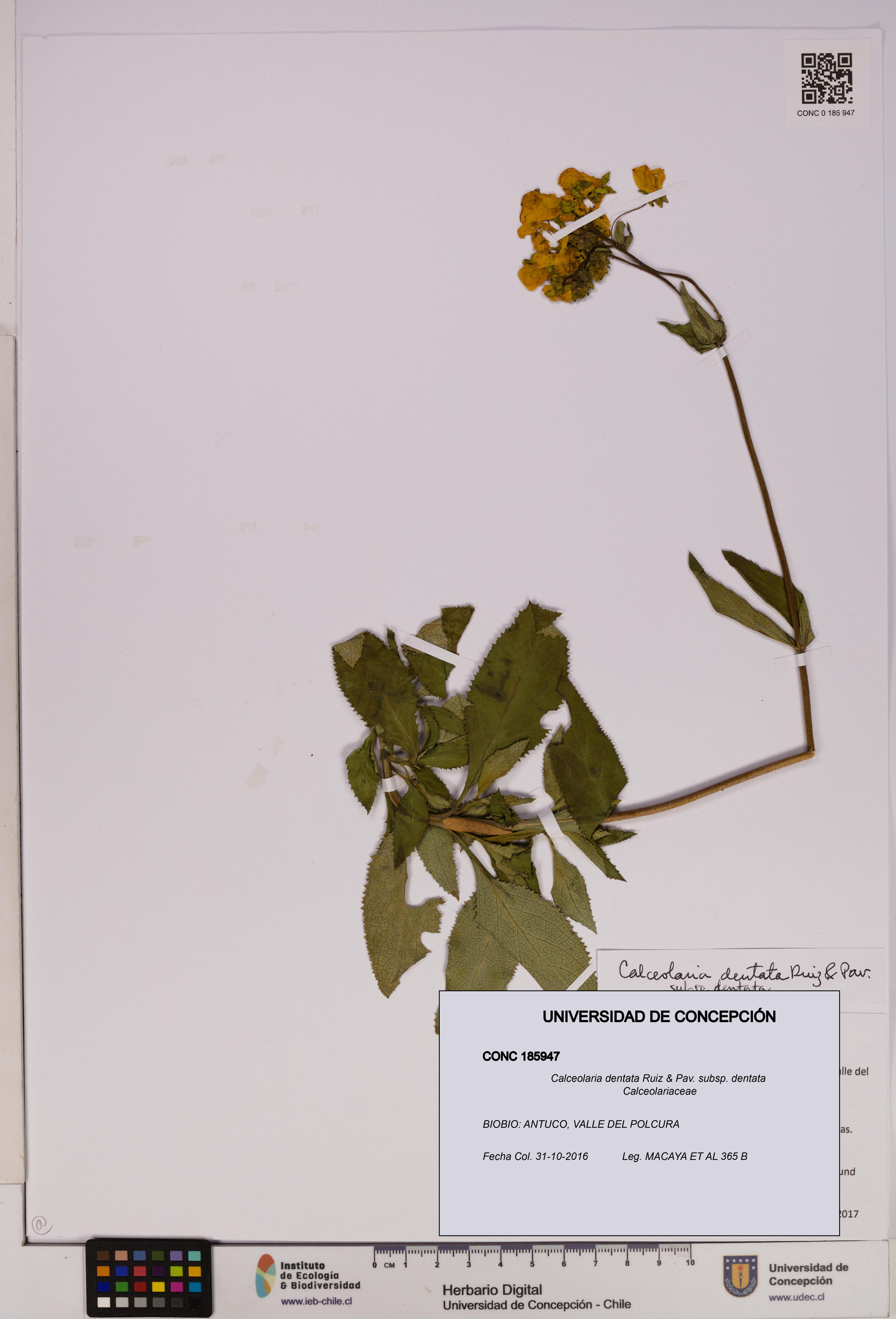 Calceolaria dentata subsp. dentata [Espécimen: UDEC:CONC:0185947]