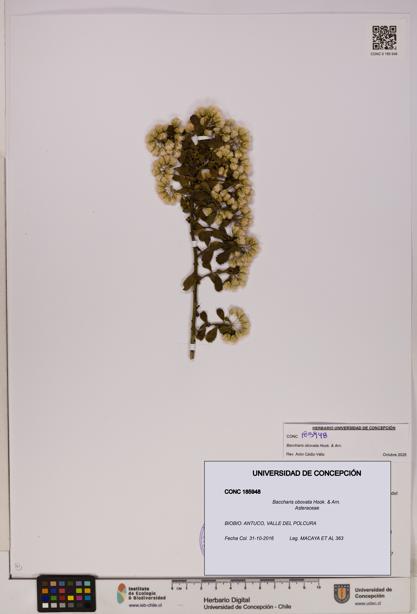 Baccharis obovata [Espécimen: UDEC:CONC:0185948]