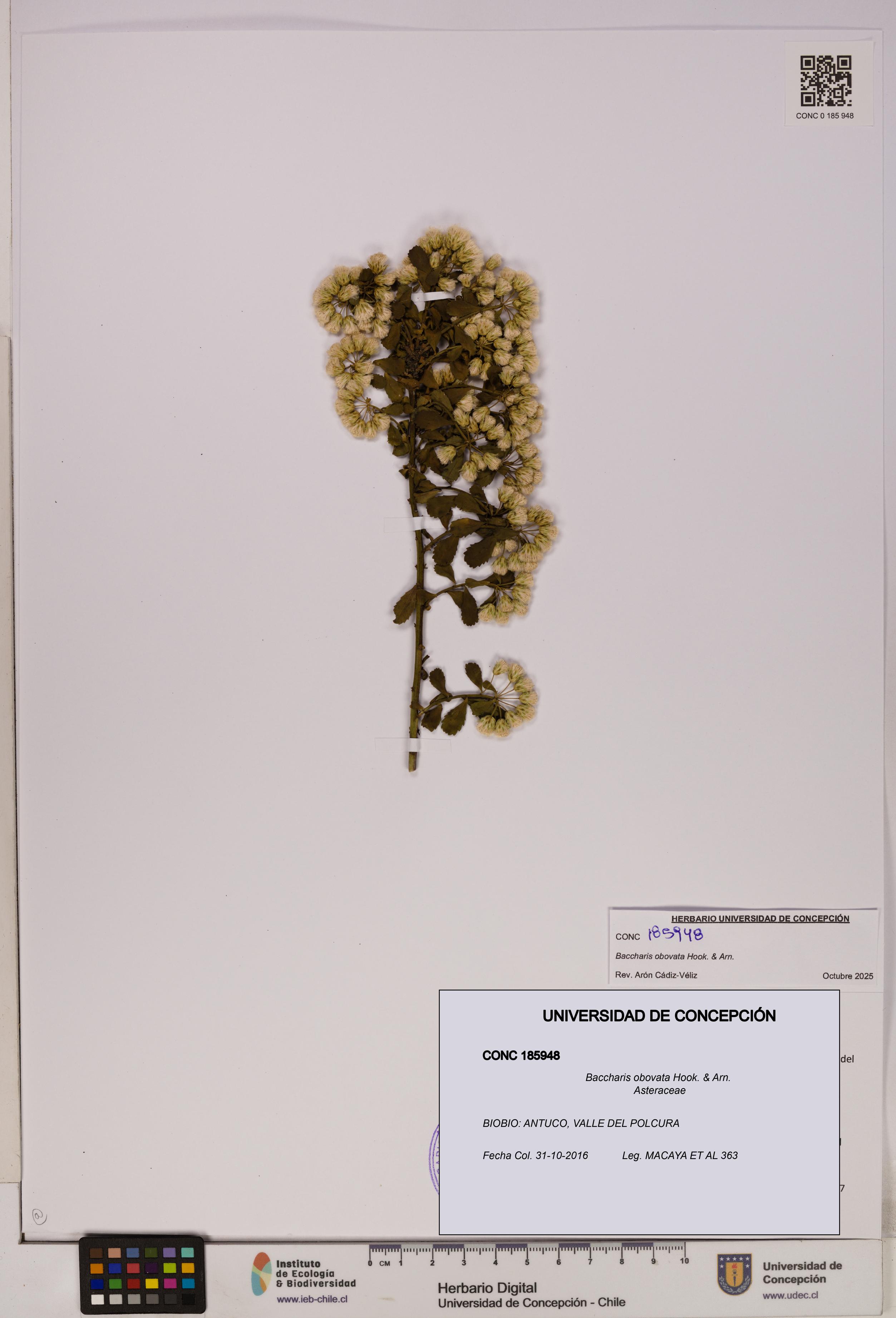 Baccharis obovata [Espécimen: UDEC:CONC:0185948]