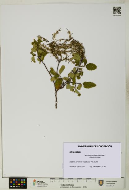 Misodendrum linearifolium [Espécimen: UDEC:CONC:0185950]