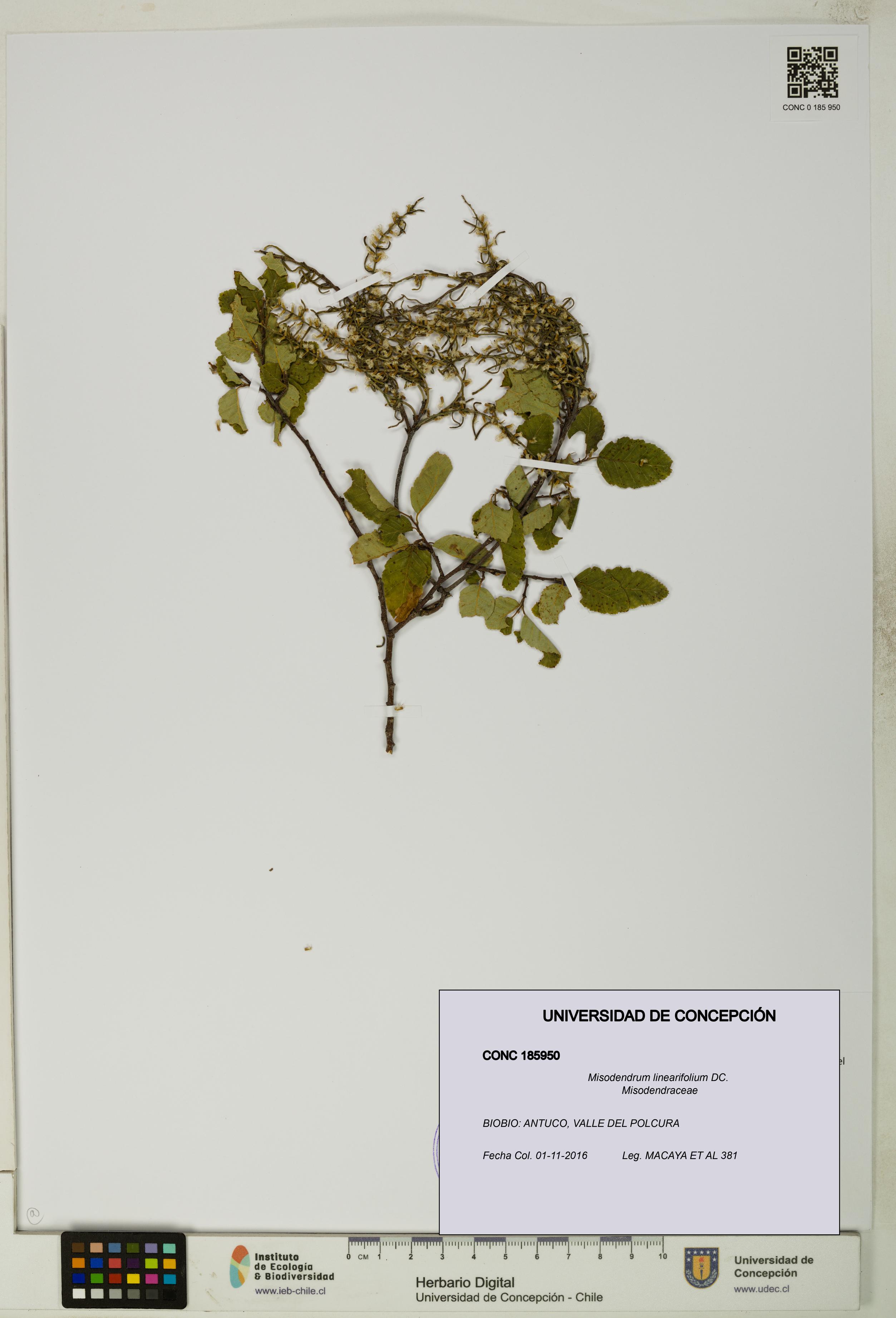 Misodendrum linearifolium [Espécimen: UDEC:CONC:0185950]