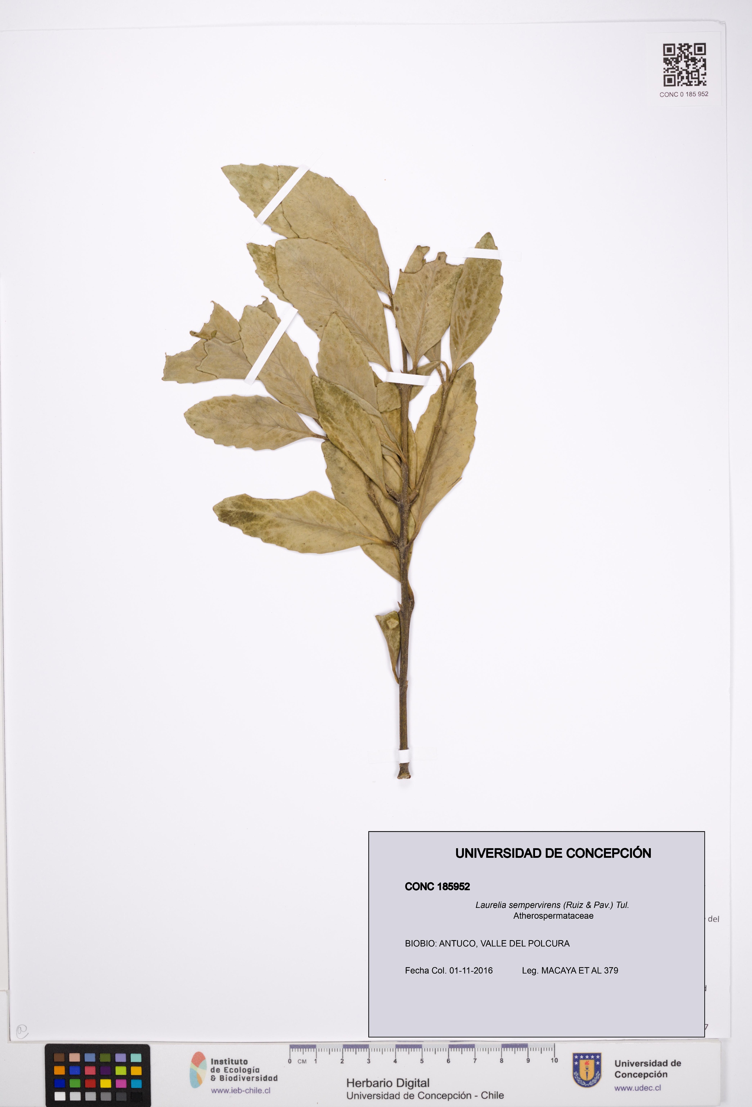 Laurelia sempervirens [Espécimen: UDEC:CONC:0185952]