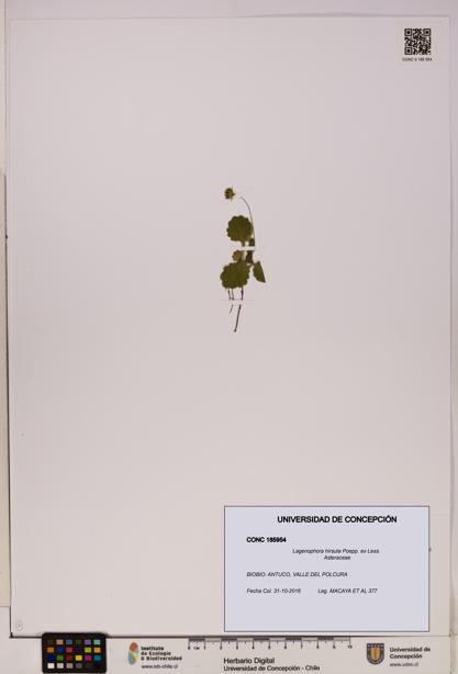 Lagenophora hirsuta [Espécimen: ]