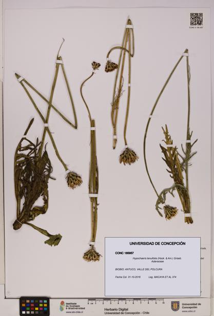 Hypochaeris tenuifolia [Espécimen: UDEC:CONC:0185957]
